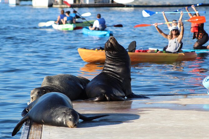 2-Hour Kayak or Paddleboard with Sea Lions in Marina del Rey - Sea Lions, Birds, and the Unpredictable Part
