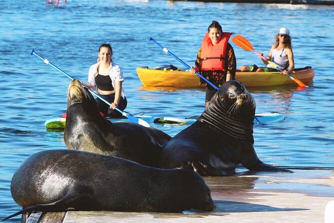 2-Hour Kayak or Paddleboard with Sea Lions in Marina del Rey - What Makes the Small Group Useful