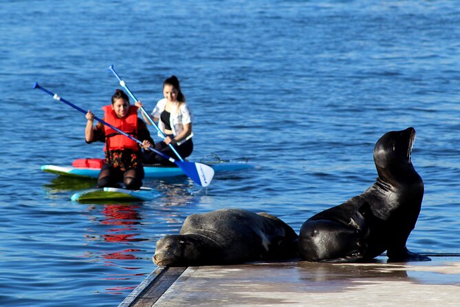 2-Hour Kayak or Paddleboard with Sea Lions in Marina del Rey - Is $79 Good Value for Two Hours?
