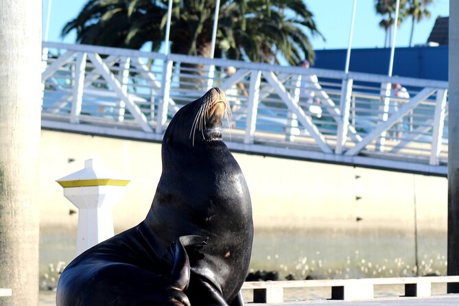 2-Hour Kayak or Paddleboard with Sea Lions in Marina del Rey - Who Should Book This Marina Paddle