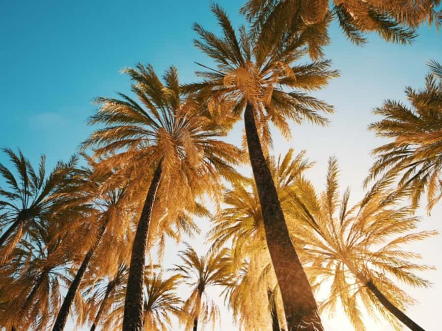Anaheim: Hollywood Grand Tour with Hotel Pickup - Who will get the most from this tour