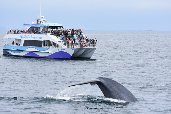 Guided Whale Watching Tour from Long Beach - From Long Beach Harbor to the open Pacific