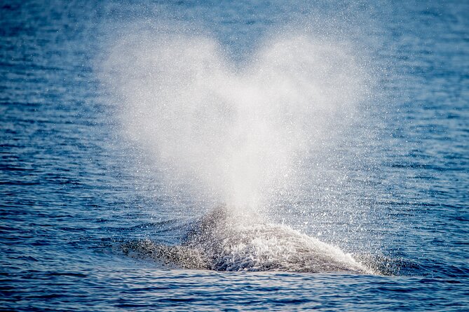 Guided Whale Watching Tour from Long Beach - The wildlife search is the main event