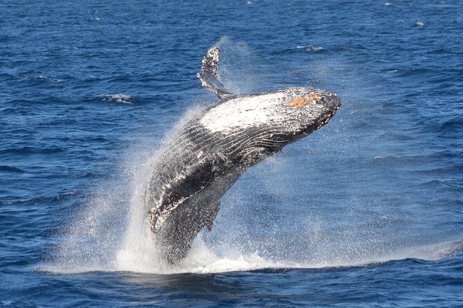 Guided Whale Watching Tour from Long Beach - Is $35 good value?