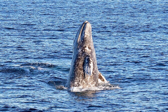 Guided Whale Watching Tour from Long Beach - Who will enjoy this cruise most?