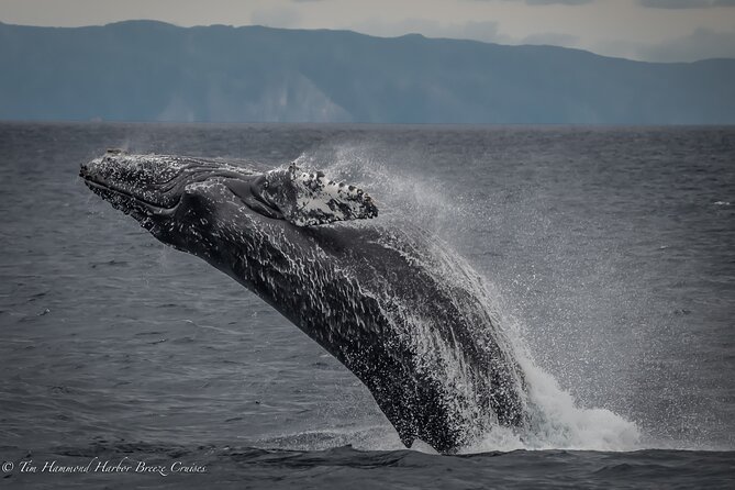 Guided Whale Watching Tour from Long Beach - FAQ