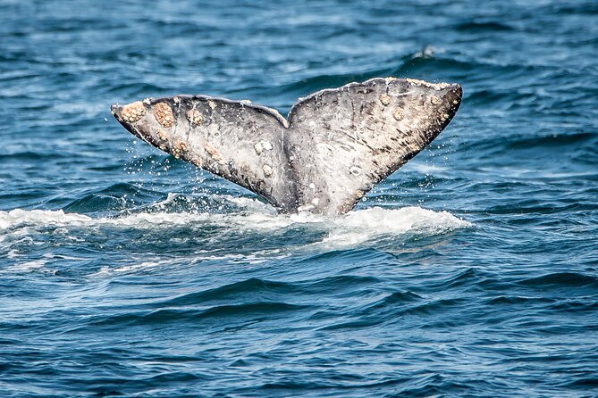 Guided Whale Watching Tour from Long Beach - Two hours, sometimes two and a half