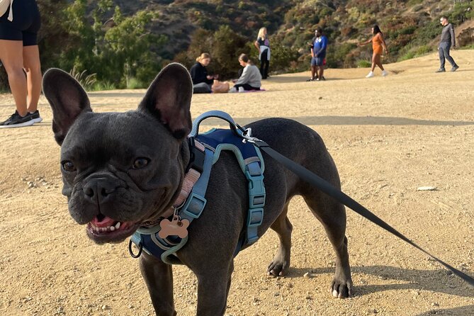 Hollywood Sign 2.5-Hour Tour with Comedians and Their Dogs - Is $15 a good price for this hike?