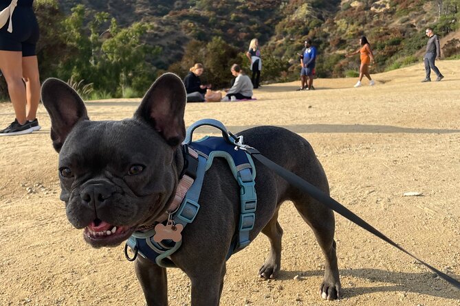 Hollywood Sign Express Tour with Comedians and Their Dogs - The walk, the Sign, and the Griffith Park setting