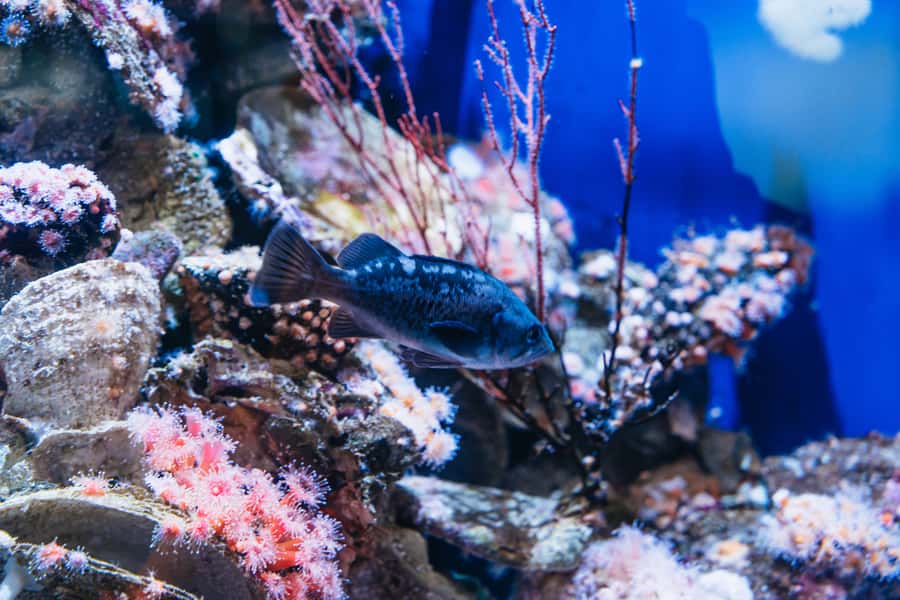 LA: Aquarium of the Pacific Skip-the-Line Entry - Key things to know