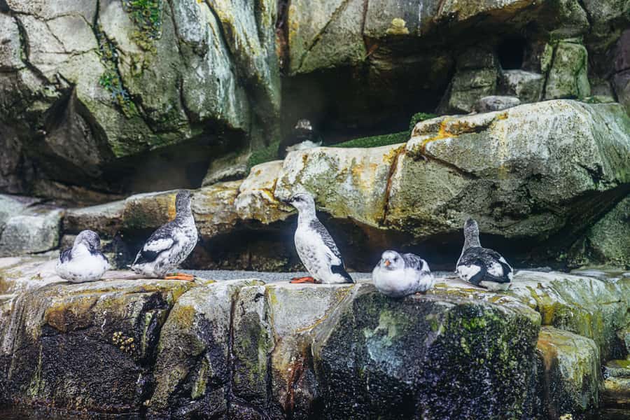 LA: Aquarium of the Pacific Skip-the-Line Entry - Who will enjoy this visit most