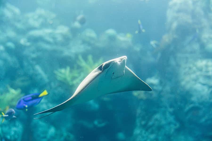 LA: Aquarium of the Pacific Skip-the-Line Entry - Make time for Shark Lagoon and Lorikeet Forest