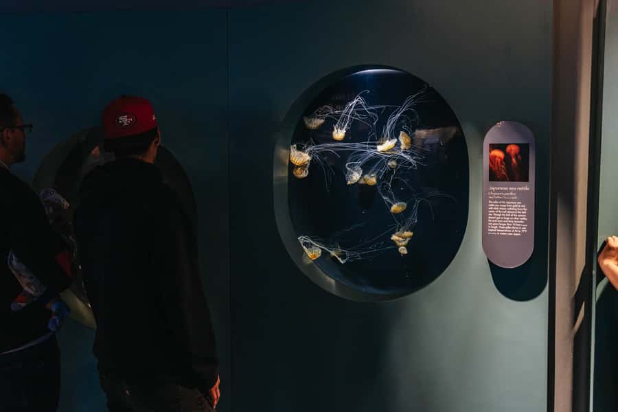 LA: Aquarium of the Pacific Skip-the-Line Entry - Set a pace that suits your group