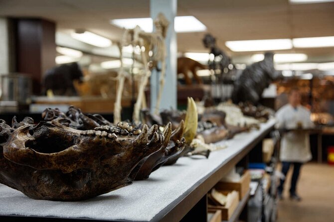 La Brea Tar Pits and Museum Admission Ticket with Excavator Tour - Is $18 good value?