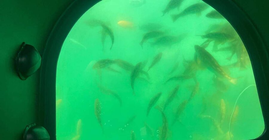 Long Beach: Glass Bottom Boat Harbor Ecotour - What the one-hour route offers