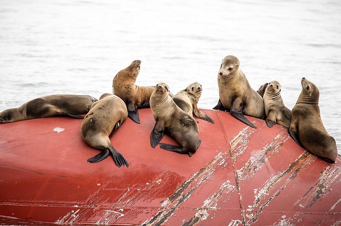 Long Beach Harbor 45-Minute Boat Tour - Should you book the Long Beach Harbor cruise?