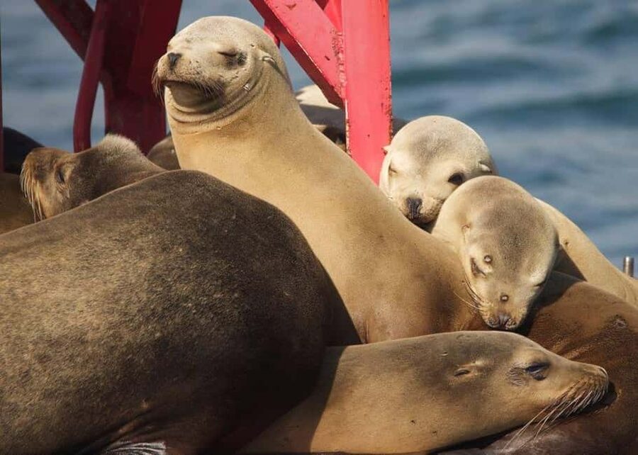 Long Beach: Sightseeing Harbor Cruise - Aquarium, port, Queen Mary, and islands