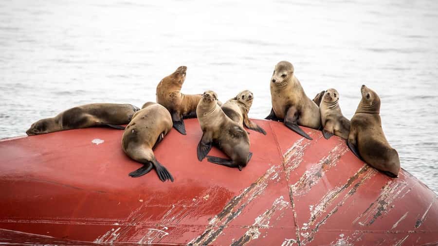 Long Beach: Whale and Dolphin Watching Cruise - What the wildlife search is really like