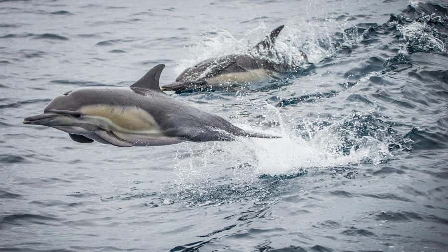 Long Beach: Whale and Dolphin Watching Cruise - Comfort, weather, and what to bring