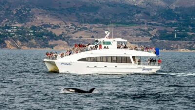 Whale and Dolphin Watching Cruise