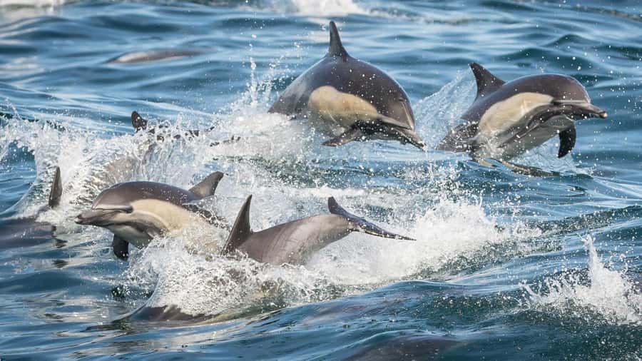 Long Beach: Whale and Dolphin Watching Cruise - The harbor route adds a sense of place