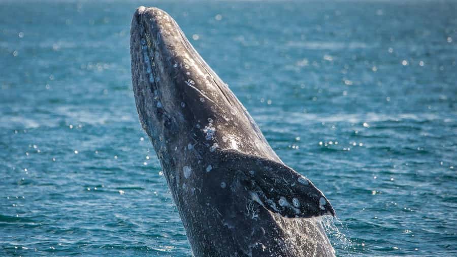 Long Beach: Whale and Dolphin Watching Cruise - Should you book it?
