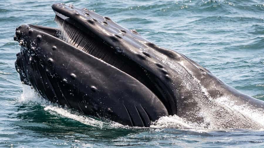 Long Beach: Whale and Dolphin Watching Cruise - FAQ