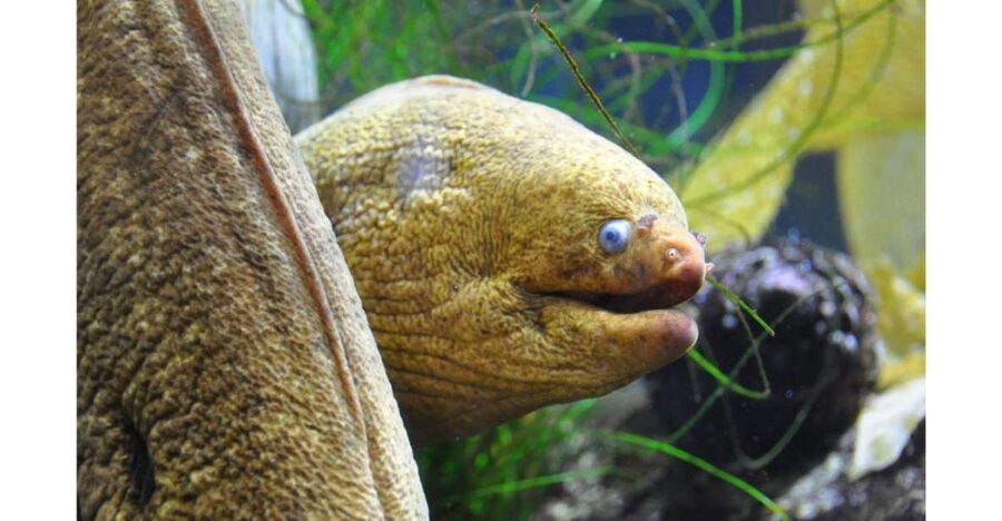 Los Angeles: Heal The Bay Aquarium in Santa Monica - What a visit to Heal the Bay Aquarium is really like
