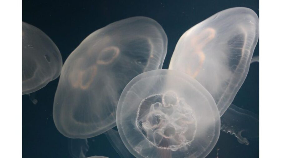 Los Angeles: Heal The Bay Aquarium in Santa Monica - Touch tanks make the visit personal