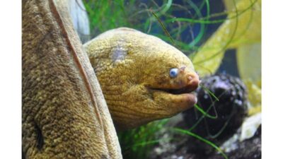 Heal The Bay Aquarium in Santa Monica