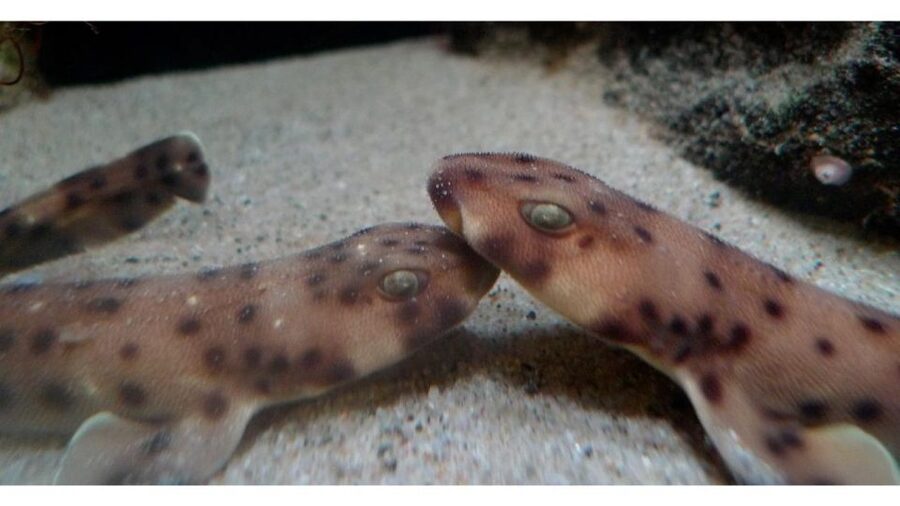 Los Angeles: Heal The Bay Aquarium in Santa Monica - Ask about the eel feeding