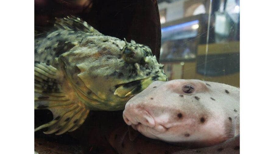 Los Angeles: Heal The Bay Aquarium in Santa Monica - How long to allow, and what $10 buys