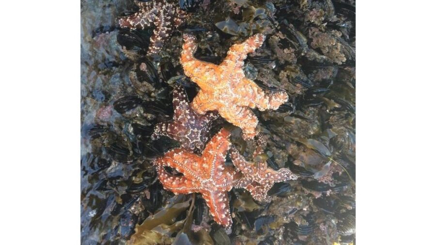 Los Angeles: Heal The Bay Aquarium in Santa Monica - Who will enjoy this aquarium most