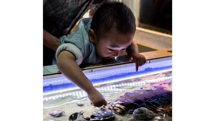 Los Angeles: Heal The Bay Aquarium in Santa Monica - Practical details to keep in mind