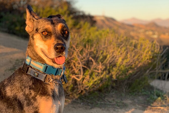 Los Angeles: Hollywood Sunset Walking & Hiking Tour - Practical details before you go