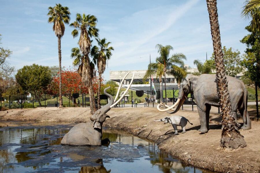 Los Angeles: La Brea Tar Pits Museum Ticket - Watch the Fossil Lab work unfold