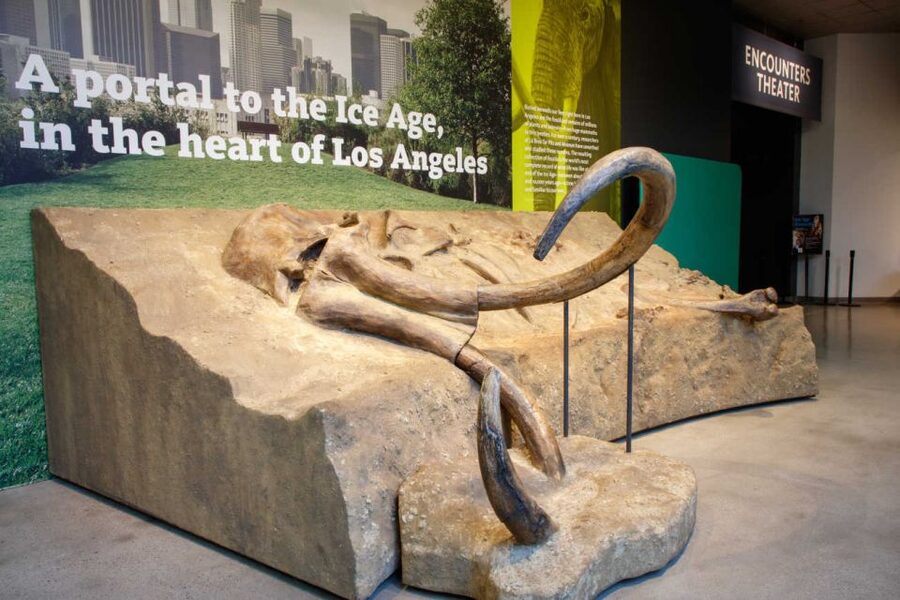 Los Angeles: La Brea Tar Pits Museum Ticket - Let the fossils give the Ice Age scale