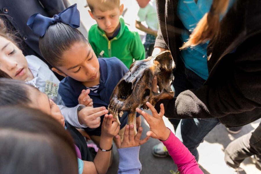 Los Angeles: La Brea Tar Pits Museum Ticket - Who should go, and who might skip it?
