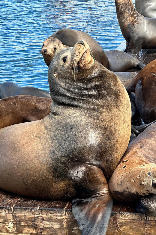 Los Angeles: Redondo Beach Glass Bottom Boat Cruise - FAQ