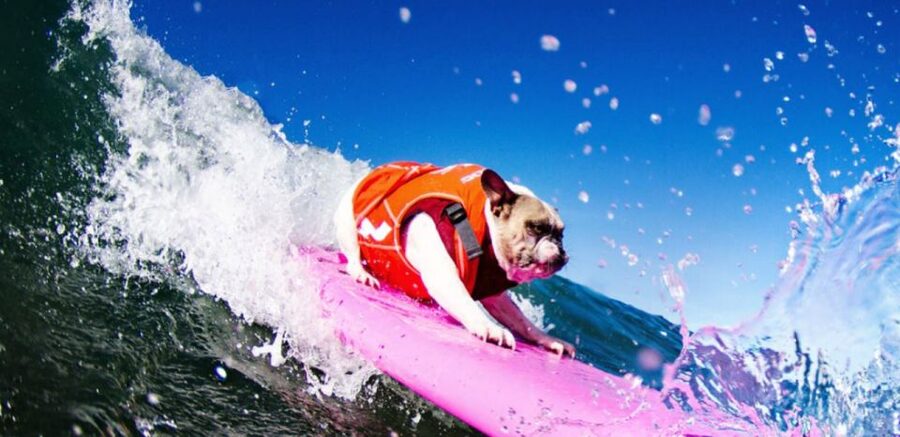 Los Angeles: Surfing Lesson in Venice Beach - Learning the Pop-Up on the Sand
