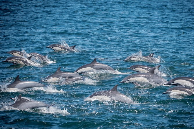 Los Angeles Whale and Dolphin Watching Cruise from West Harbor - From San Pedro into a working harbor
