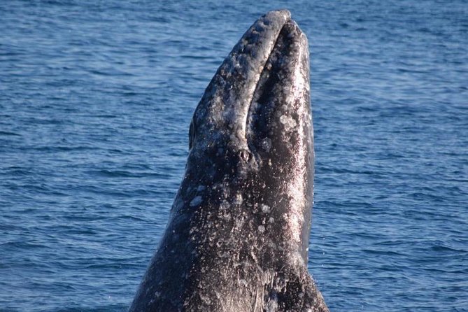Los Angeles Whale and Dolphin Watching Cruise from West Harbor - The lighthouse, breakwater, and two ports