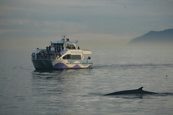 Los Angeles Whale and Dolphin Watching Cruise from West Harbor - Who will enjoy this cruise most?