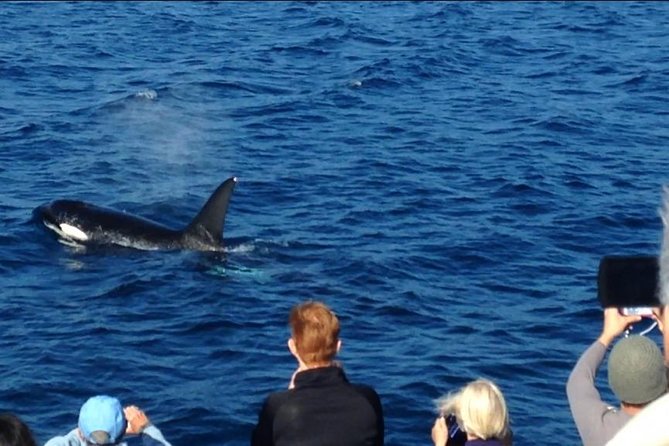 Los Angeles Whale and Dolphin Watching Cruise from West Harbor - FAQ