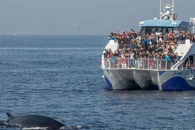 Los Angeles Whale and Dolphin Watching Cruise from West Harbor - The search for whales and dolphins