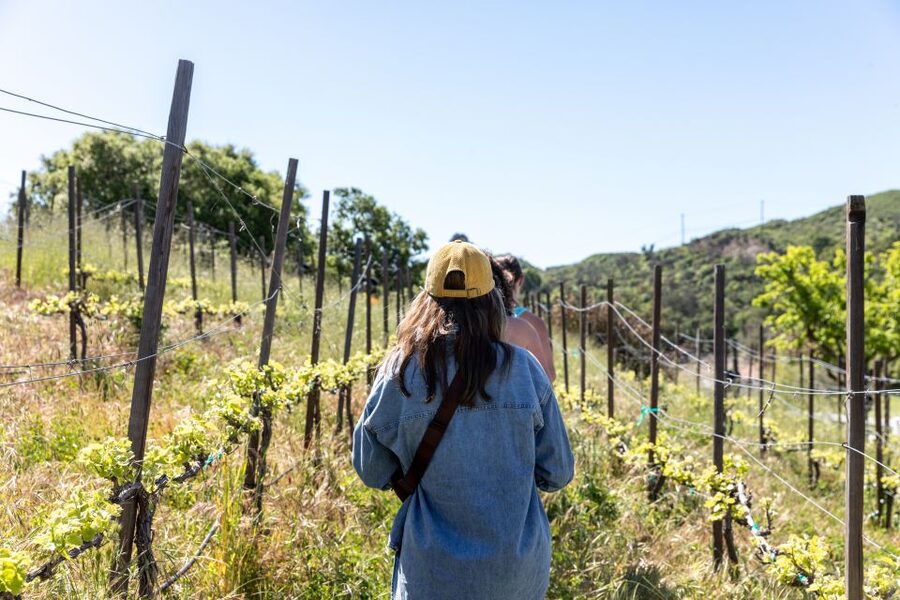Malibu: Guided Vineyard Hike with Photo Stops and Wine - The short version: ranch trail, vineyard, and wine to go