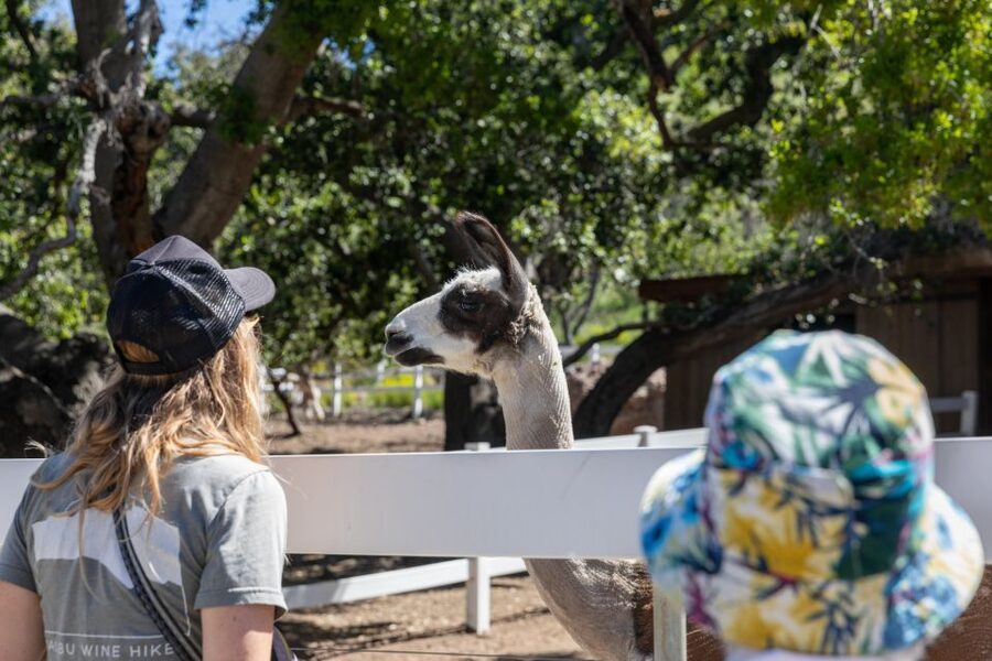Malibu: Guided Vineyard Hike with Photo Stops and Wine - Chumash cave paintings and a 20-minute breather