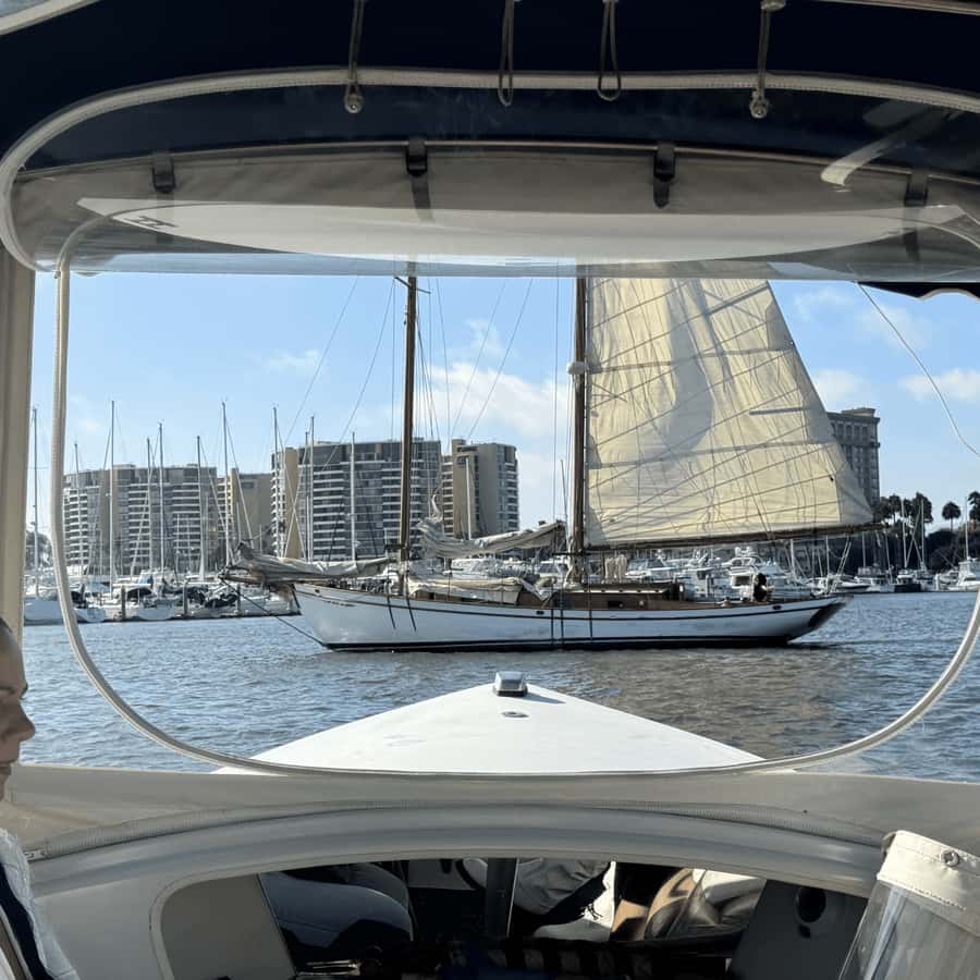 Marina del Rey: 1-Hour Boat Tour - Sea lions, and the occasional dolphin