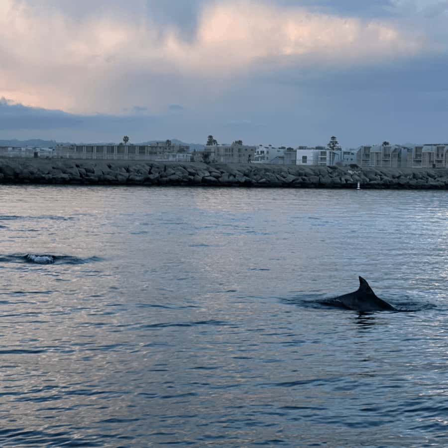 Marina del Rey: 1-Hour Boat Tour - What to bring, and what the hour costs