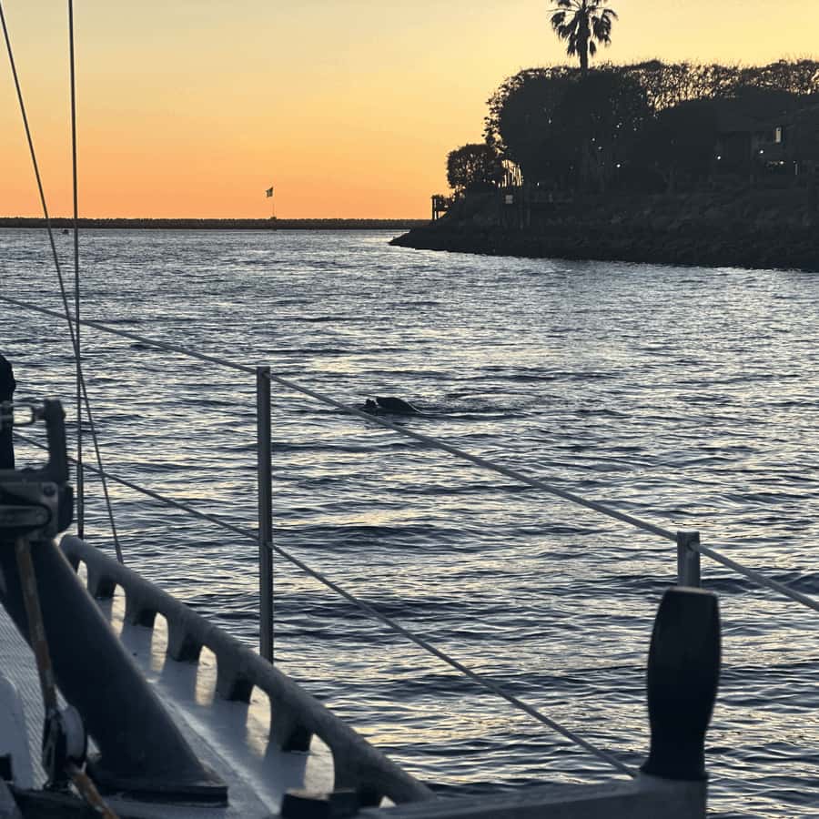 Marina del Rey: 1-Hour Boat Tour - A small tour with one important logistical question